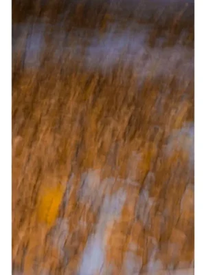 Comprar arte. Título COLORES DE OTOÑO
