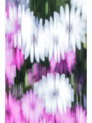 Galería de arte online. Título PÉTALOS