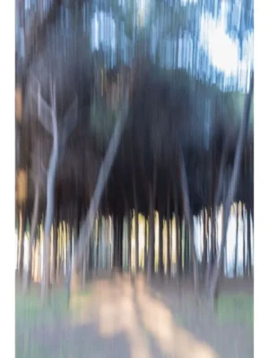Galería de arte online. Título EL BOSQUE