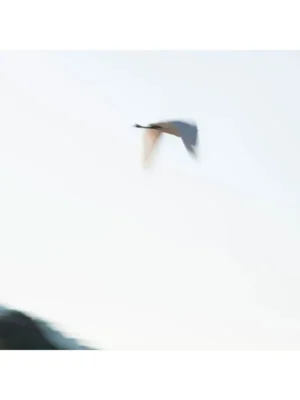 Galería de arte online. Título EL VUELO